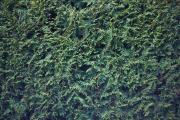 Thuja tree background texture evergreen, selecive focus