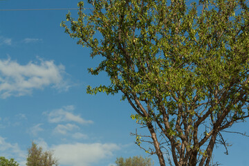 albero di mandorlo