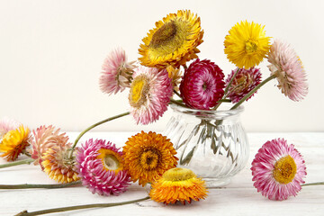 Still life with dried strawflowers.  Colorfull everlasting daisies Xerochrysum bracteatum in glass...