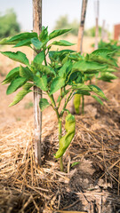 Bush of green pepper in agricultural field. Organic peppers on a bush at farm