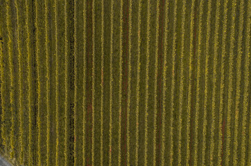 Aerial view Famous German Wine Region Moselle River Lay and Guels village Autumn Fall colors