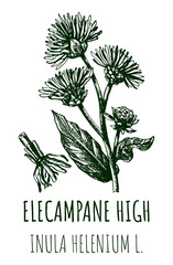 Drawings of Elecampane high. Hand drawn illustration. Latin name INULA HELENIUM L.
