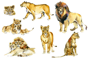 Set of lions, lioness and lion cubs . African animal watercolor illustration isolated on white background