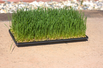 Organic Wheatgrass Outside in the Sunlight, Soil Grown Wheatgrass Side View