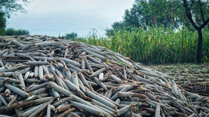 Group of Pearl Millet or Pennisetum Glaucum or bajra Seeds on plant stem. Agriculture concept in India.