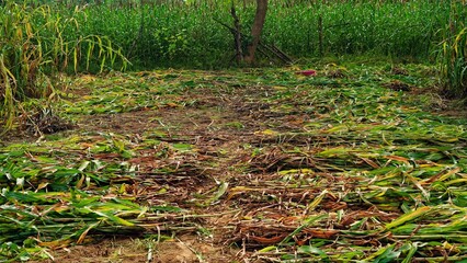 Indian man Cutting bajra or Pennisetum glaucum crop with sickle. Agriculture concept.