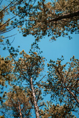 Obraz premium trees in autumn