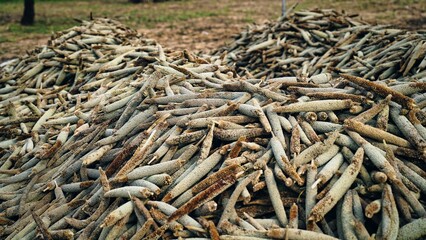 Group of Pearl Millet or Pennisetum Glaucum or bajra Seeds on plant stem. Agriculture concept in India.