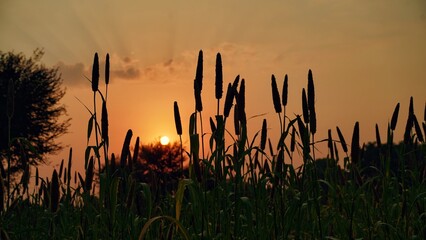 Sunset over Pearl Millet Field in Countryside India. The Crop is Known as Bajra or Bajri Agriculture