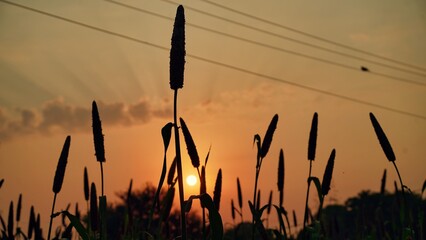 Sunset over Pearl Millet Field in Countryside India. The Crop is Know as Bajra or Bajri Agriculture