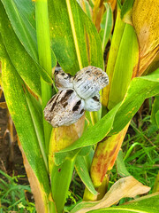 common smut of maize fungal who grows on the cob of corn due to long periods of drought