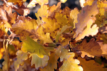 Yellow-red oak leaves in the autumn forest. Autumn background.
