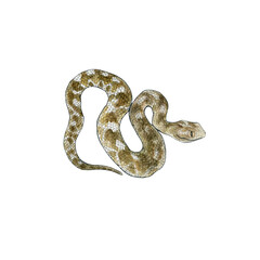 Watercolor drawing of a poisonous snake. Sandy Echis. Echis carinatus. Wild reptile. On white background. Design for printing on t-shirts, stickers, notepads, postcards, educational materials.
