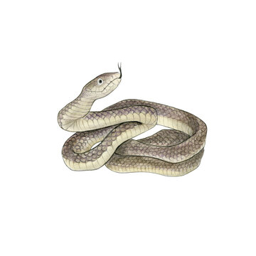 Watercolor drawing of venomous snakes black mamba. Wild reptile. On white background. Design for printing on t-shirts, stickers, notepads, postcards, educational materials.