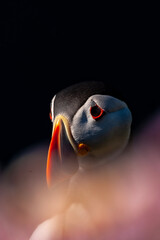 close-up of a puffin 