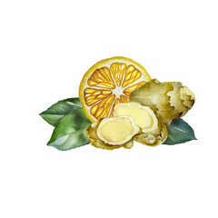 Hand Drawn Ginger watercolor sketch. Illustration For Food Design.