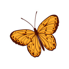 Fototapeta premium Butterfly isolated on Transparent background