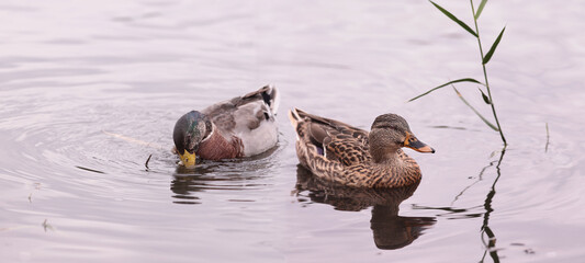 A couple of ducks are resting on a pond