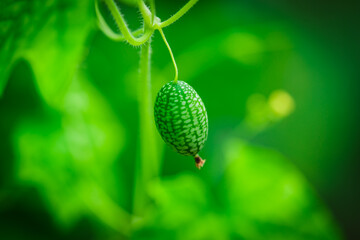 Melothria scabra. American cucumber