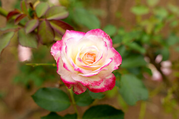 ピンクと白の薔薇