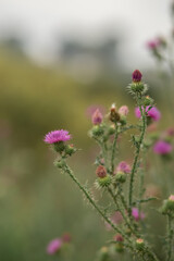 Photo of a flowering thistle in a meadow.