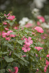 Photo of a bush of blooming pink mallow.