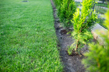 gardening, thuja planting
