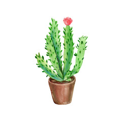 Watercolor illustration of an indoor plant in a flower pot. House plants and garden flowers in pots. Decorative garden flowers, Isolated illustration on white background.