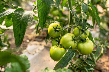 Tomato plants in greenhouse Green tomatoes plantation. Organic farming, young tomato cluster plants growth in greenhouse.