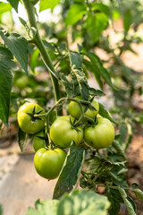 Green tomato taken from close up