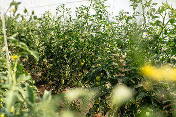 Large tomatoes in a modern greenhouse