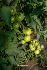 Green tomatoes, young fresh tomatoes in the greenhouse
