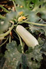 Obraz premium Zucchini plantation. Fresh zucchini in the field