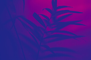 Fototapeta na wymiar Neon vibe floral background. Purple dark palm tree leaves and shadows. Futuristic close-up texture.Tropical palm leaves in vibrant bold gradient holographic neon colors. Concept art and indigo shadow.