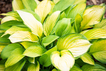 Hosta with green and yellow leaves