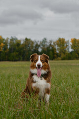 Beautiful thoroughbred dog in grass. Australian Shepherd red tricolor sits in green field in autumn against yellow trees and gray overcast sky. Pet stuck out its tongue on walk in fall, no people.