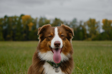 Australian Shepherd red tricolor sits in green field in autumn against yellow trees and gray...