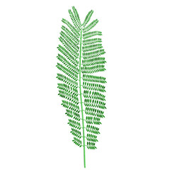 3D rendering illustration of an even pinnately double compound leaf