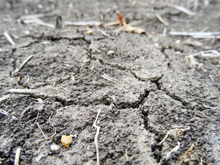 Dry soil in the field, the consequences of global warming, cracks in the soil