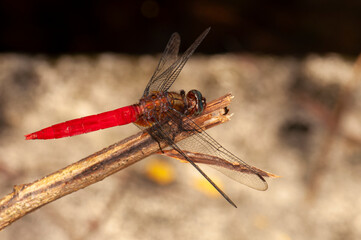 Orthetrum testaceum, Crimson Dropwing or Orange Skimmer sits on a branch, Kharkiv, Ukraine