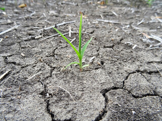 Dry soil in the field, the consequences of global warming, cracks in the soil