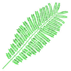 3D rendering illustration of an even pinnately double compound leaf