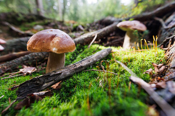 Pilze sammeln Wald