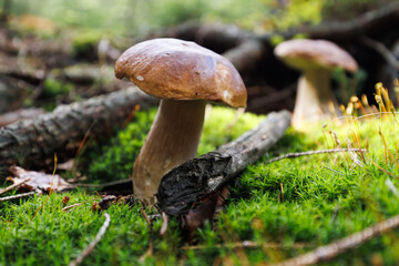 Pilze sammeln Wald steinpilz frisch