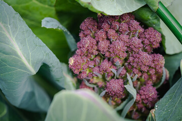 Flowers of Purple cauliflower