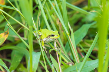 草むらの中のアマガエル
