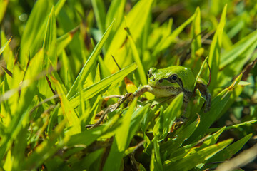 草むらの中のアマガエル