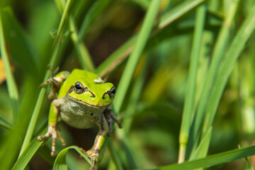 草むらの中のアマガエル