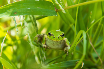 草むらの中のアマガエル