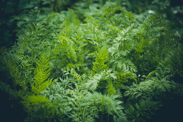 Fototapeta premium Background with green carrot leaves.